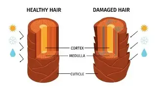 Diagram comparing healthy hair and damaged hair with labels for the cortex, medulla, and cuticle alongside sun, rain, and snow icons