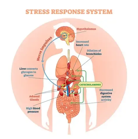 Diagram illustrating the body’s stress response system, including increased heart rate, elevated blood pressure, and decreased digestive activity